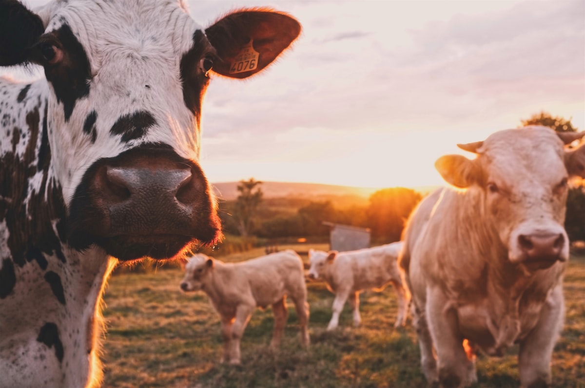 Ganado de engorda propio de Mega Carnes El Torito